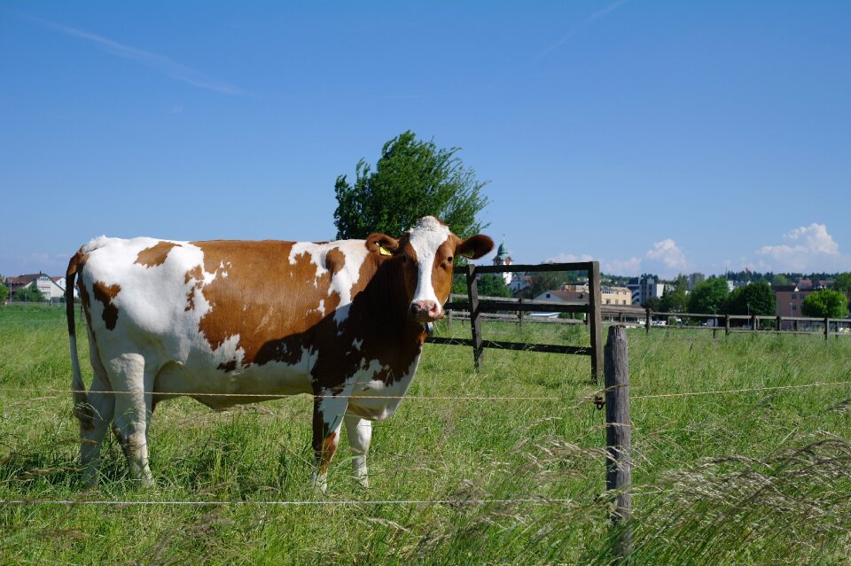 Grass livestock ranch