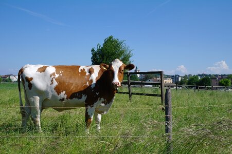 Grass livestock ranch photo