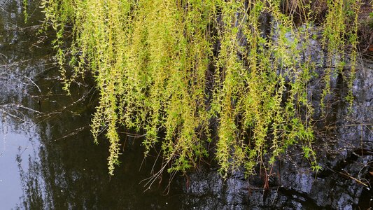 Willow leaf this type