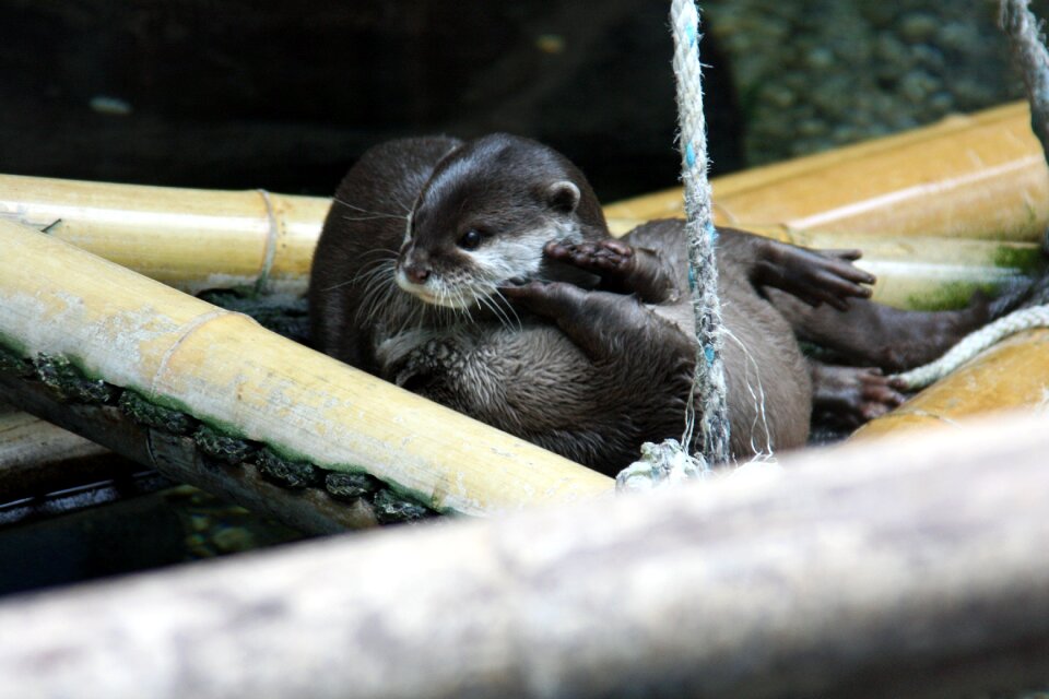 Bamboo animal rope