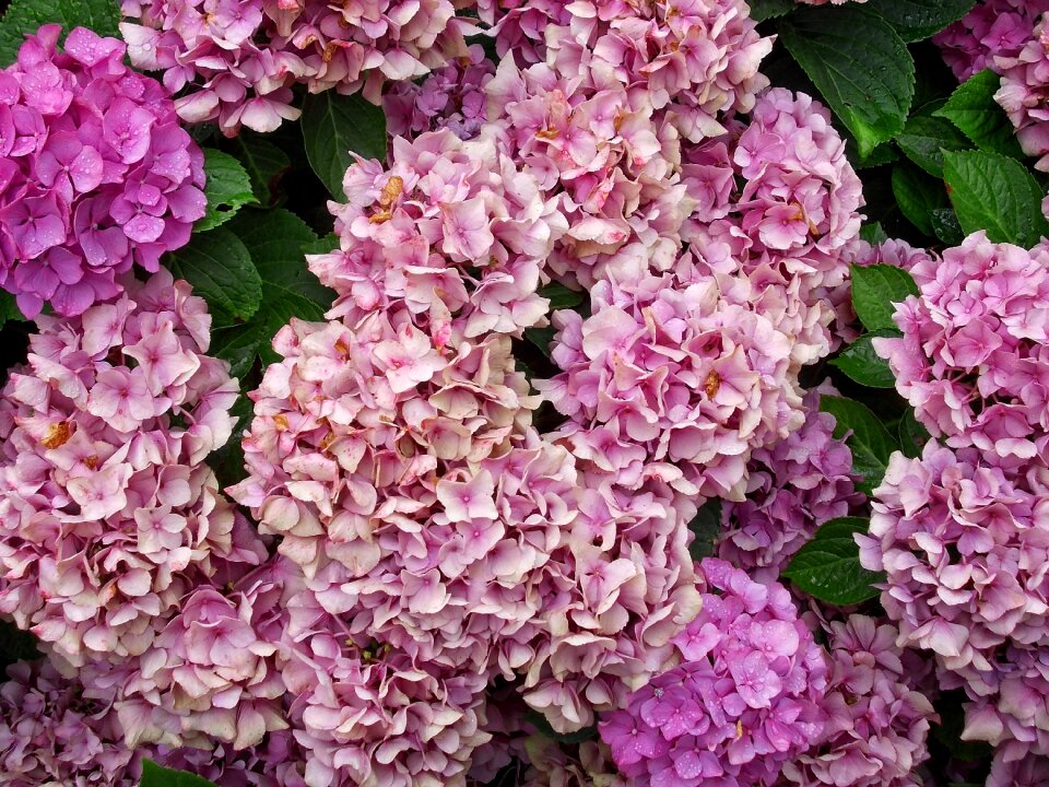 Floral garden botany