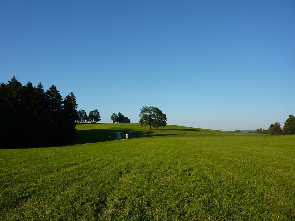 Meadow pasture idyll