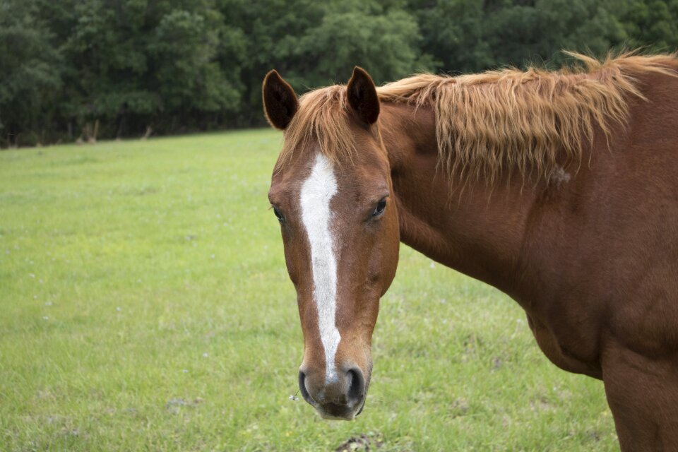 Animal pasture horse