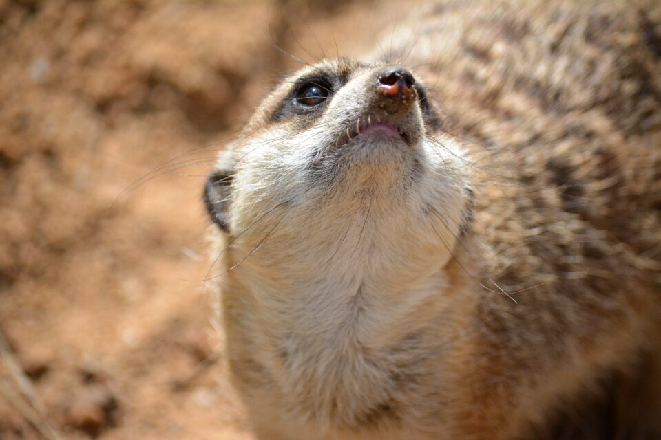 Mammal cute fur