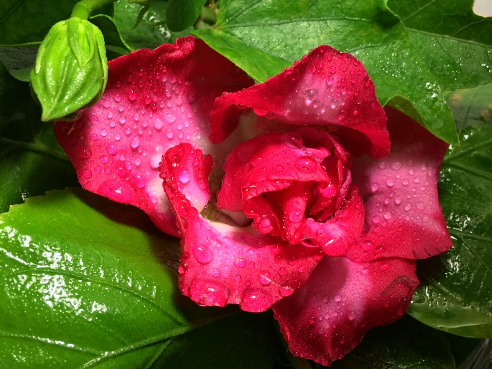 Rain red beauty