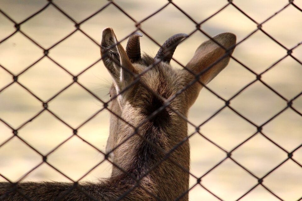 Enclosure animal nature