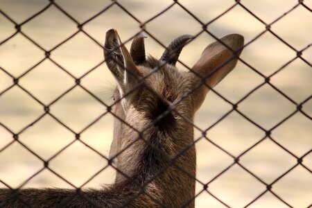 Enclosure animal nature