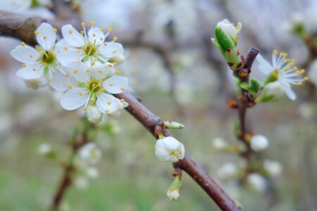 Nature spring flowers