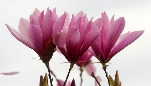 Flower botany petals