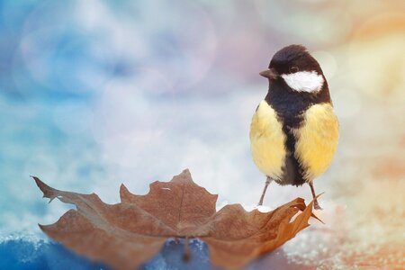 Tit composing animal