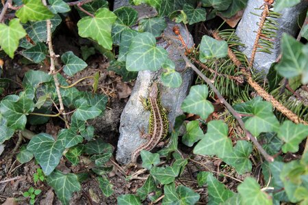 Plant leaf ivy