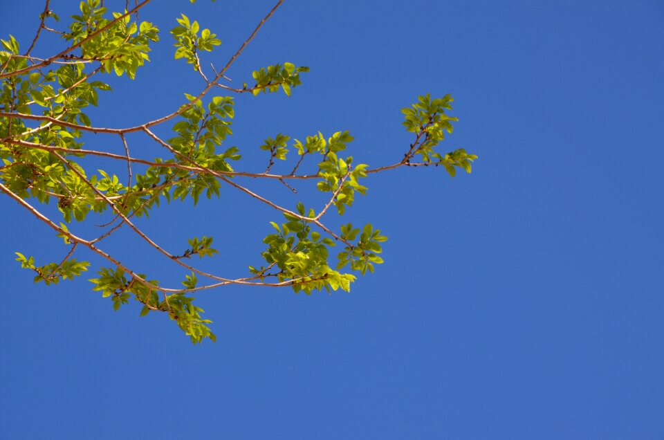 Flora branch growth