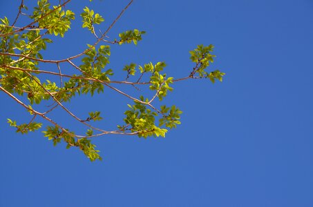 Flora branch growth