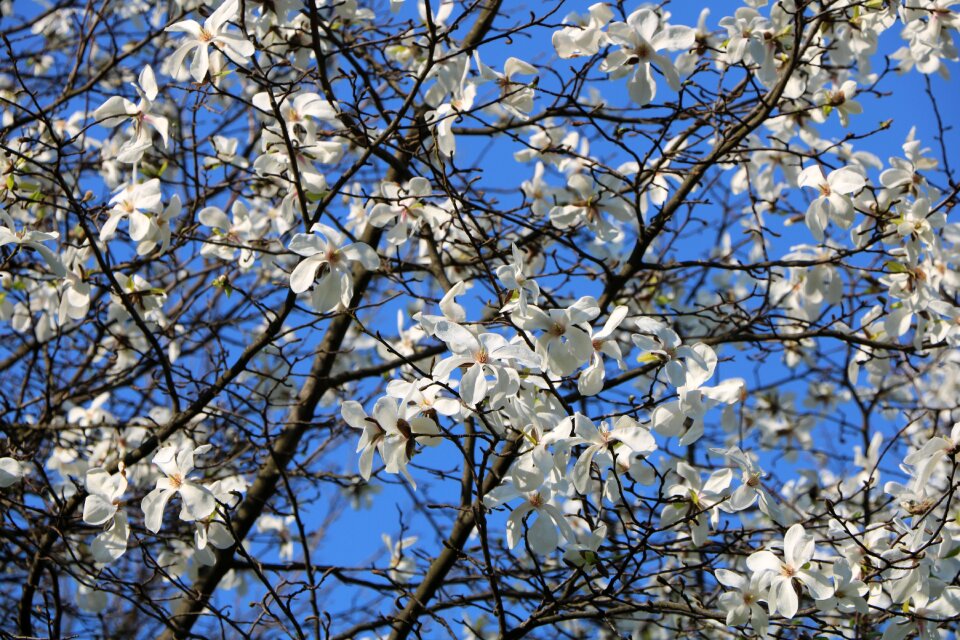 Season flower nature