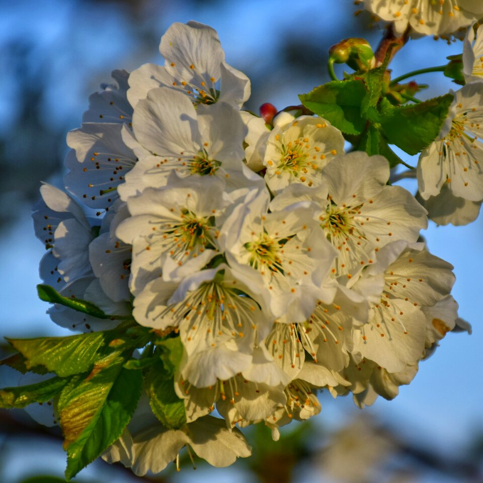 Plant branch tree