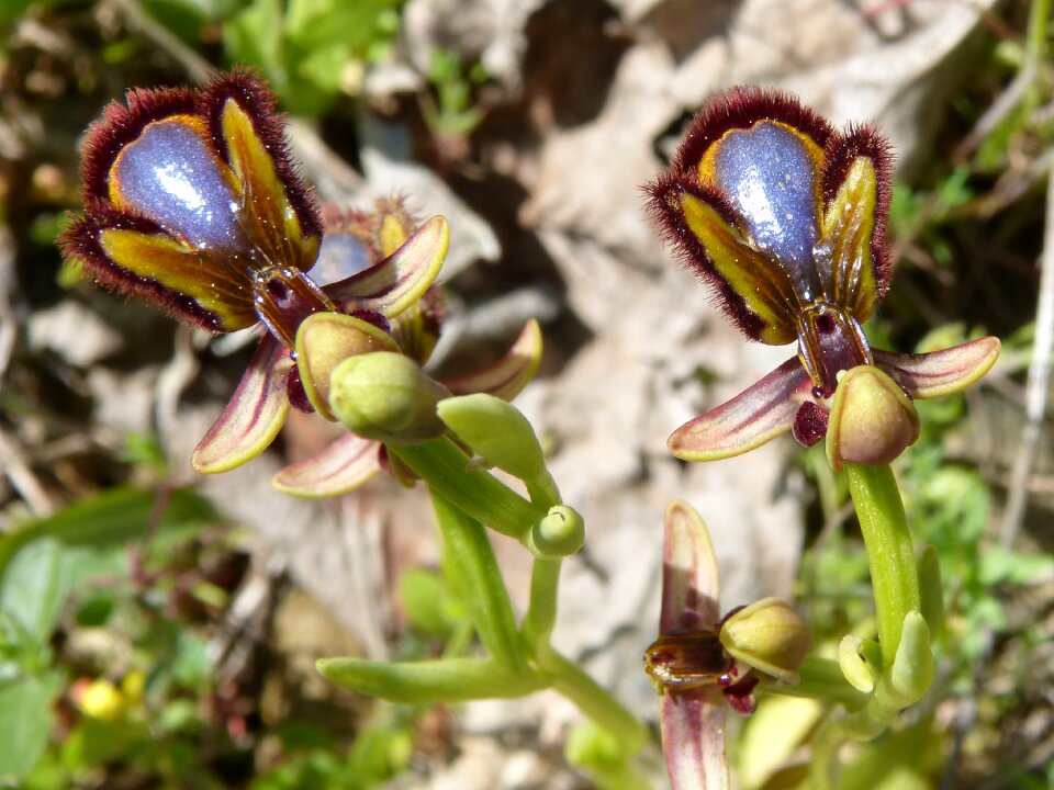 Nature flower outdoors