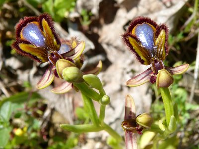 Nature flower outdoors
