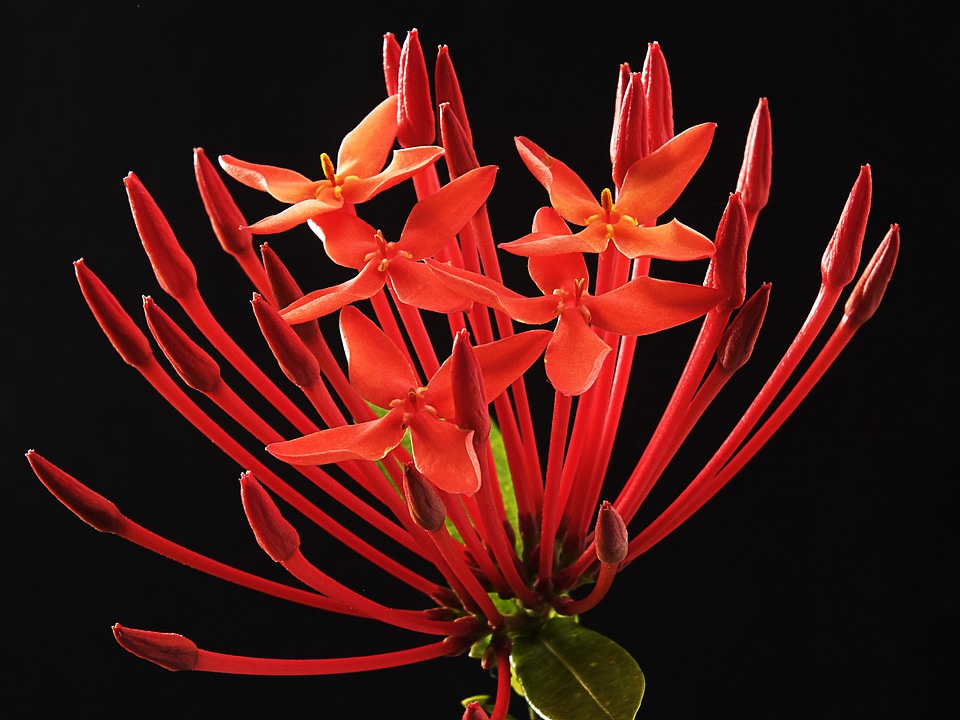 Bloom red madder plant