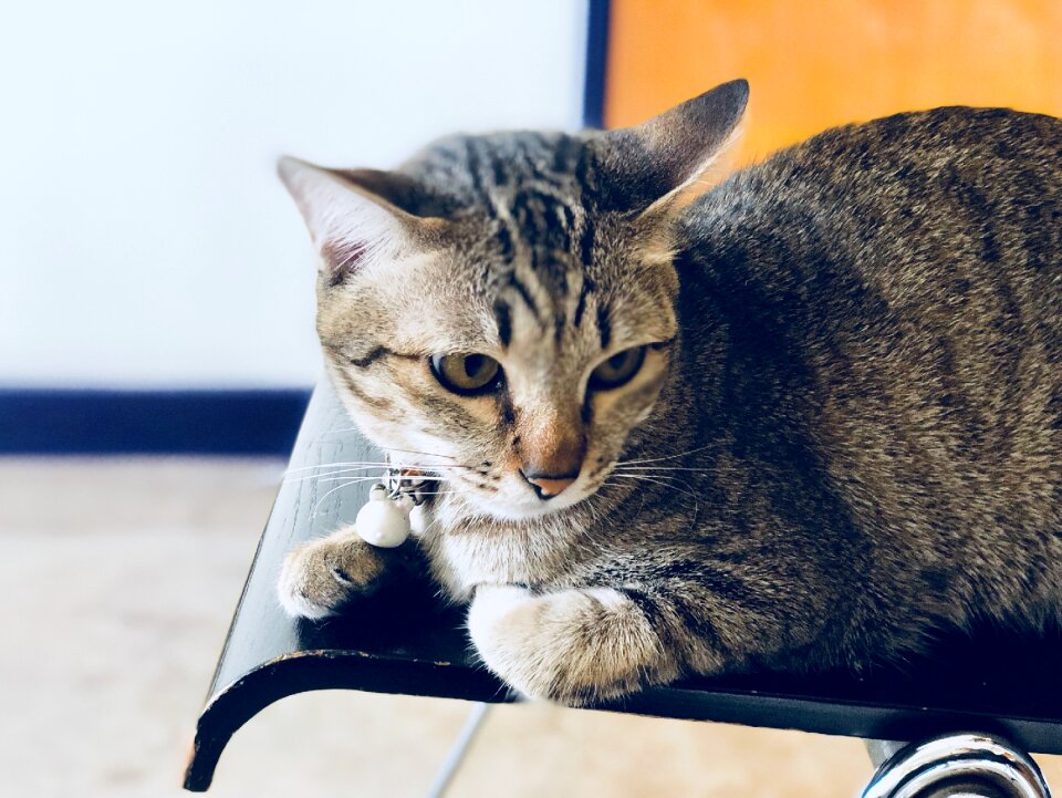 Pet mammal