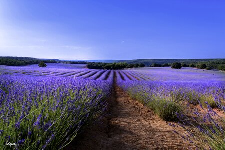 Landscape open air flower