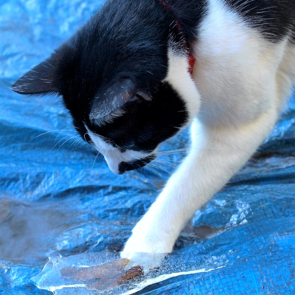 Pet animal outdoors