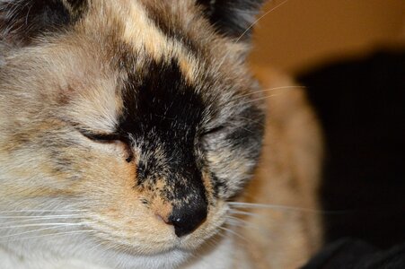 Wildlife looking cat
