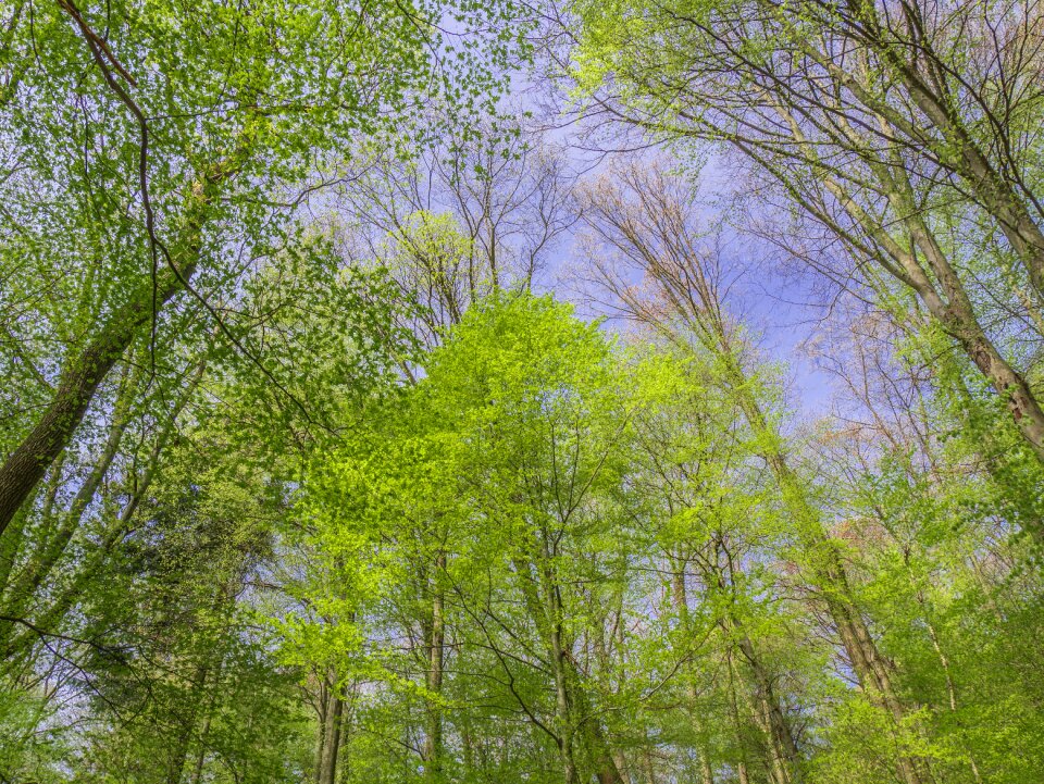 Forest trees schönwetter