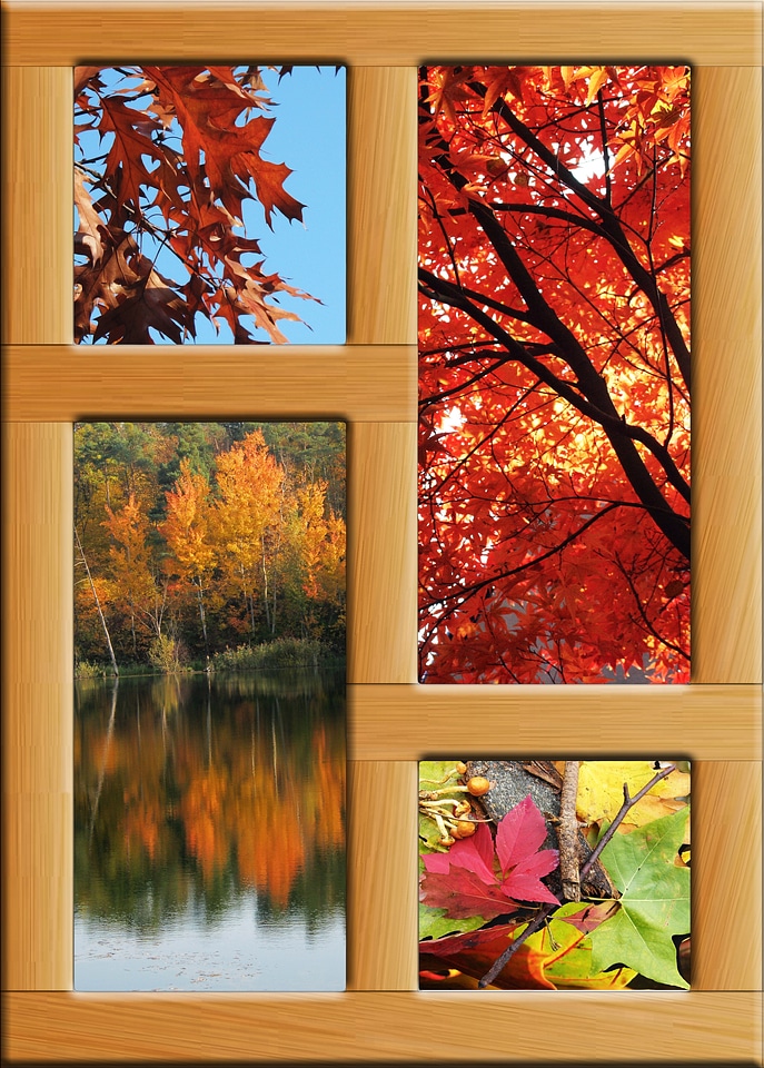 Deciduous forest frame wood