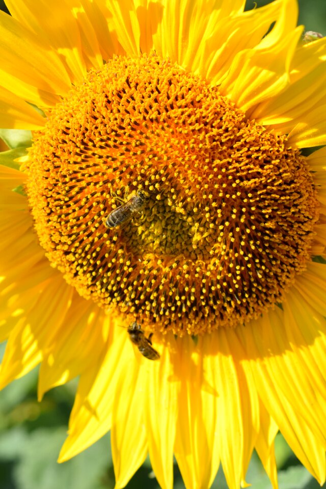 Flower summer petal