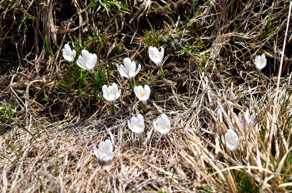 Wallpaper season crocus