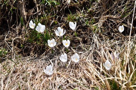 Wallpaper season crocus