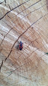 Pyrrhocoris spring insect red and black