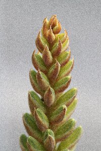 Bread food flower