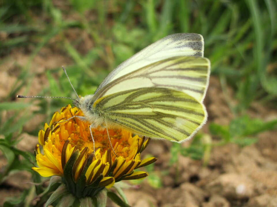 Insect flower wing
