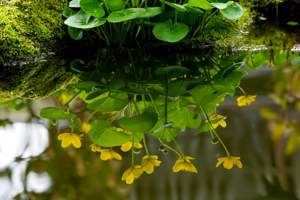 Leaf flower growth