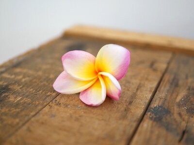 Frangipani rustic blossom