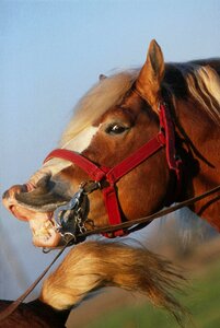 Mammal animal cavalry photo