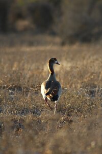 Outdoors animal goose