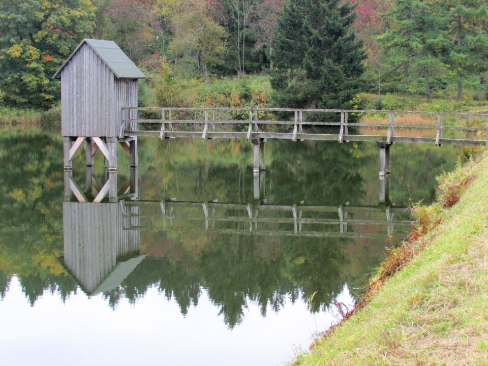 Tree grass mirroring