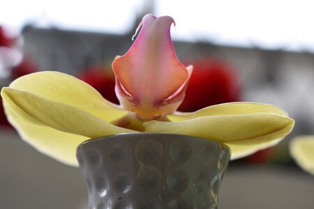 Meditation decoration