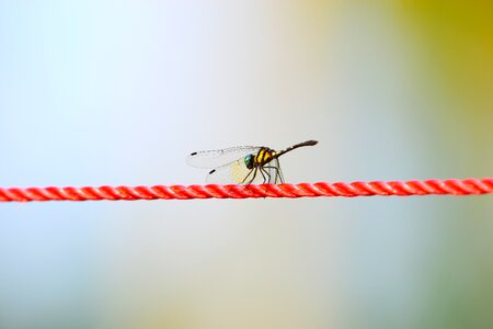 Wing dragon fly photo