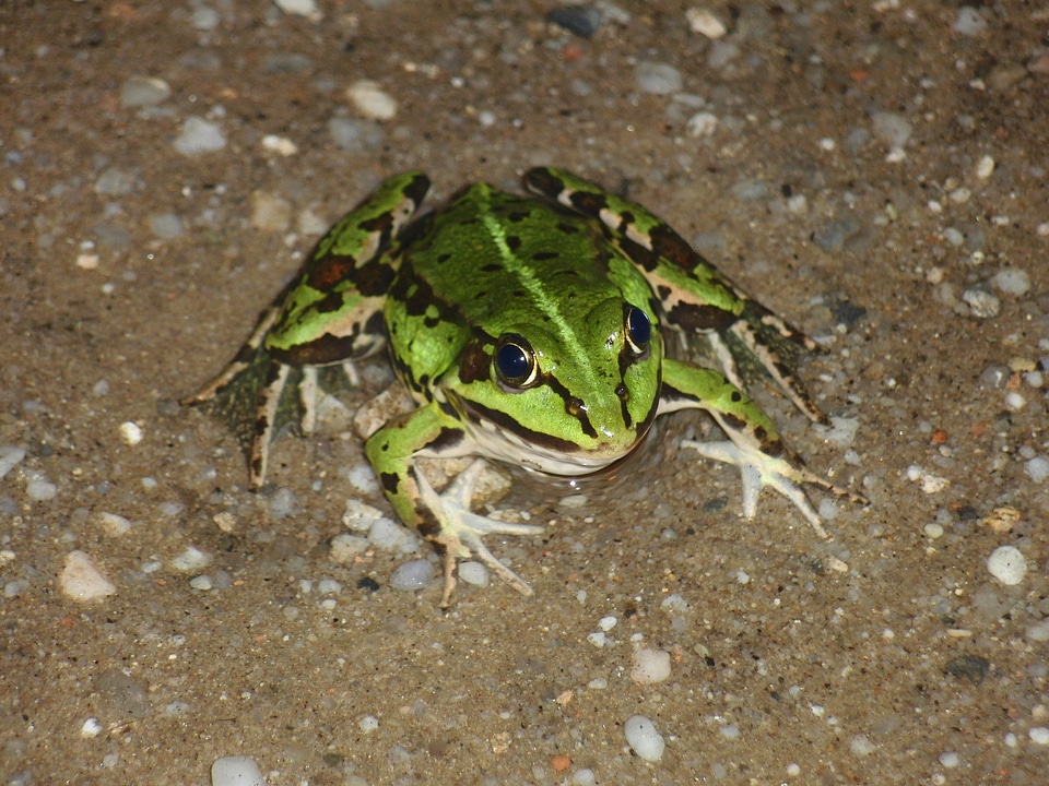 Green nature amphibian
