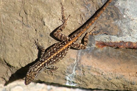 Rock outdoors gecko