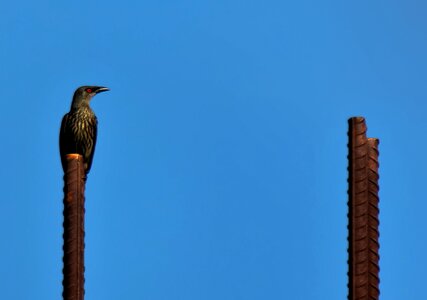 Bird starling natural photo