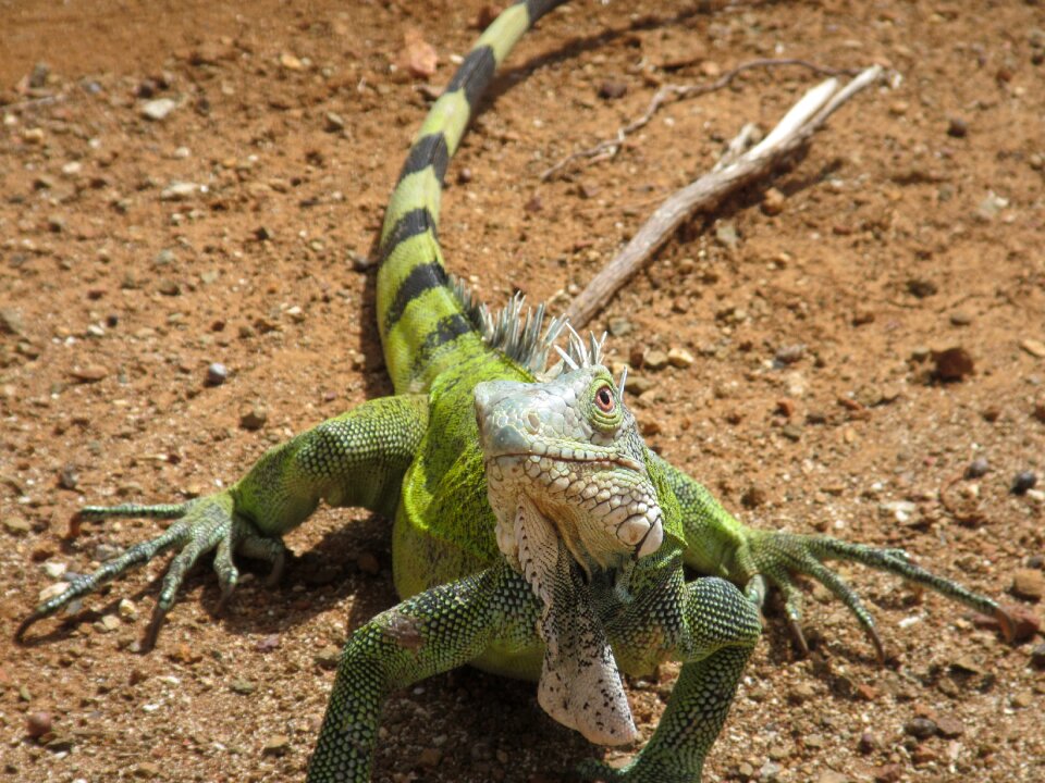 Wildlife animal kingdom desert