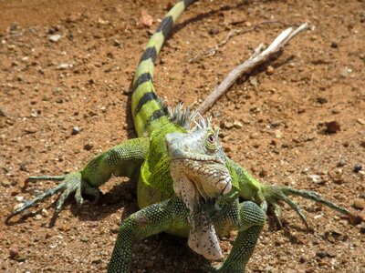 Wildlife animal kingdom desert