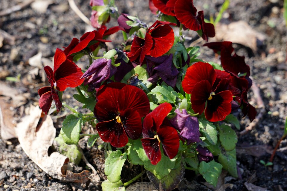 Plant garden spring flower