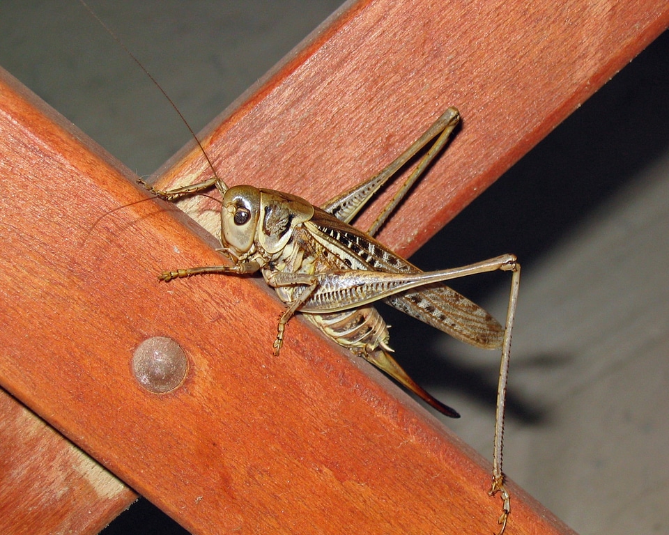 Animal brown grasshopper