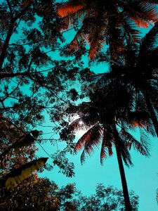 Tree tropical