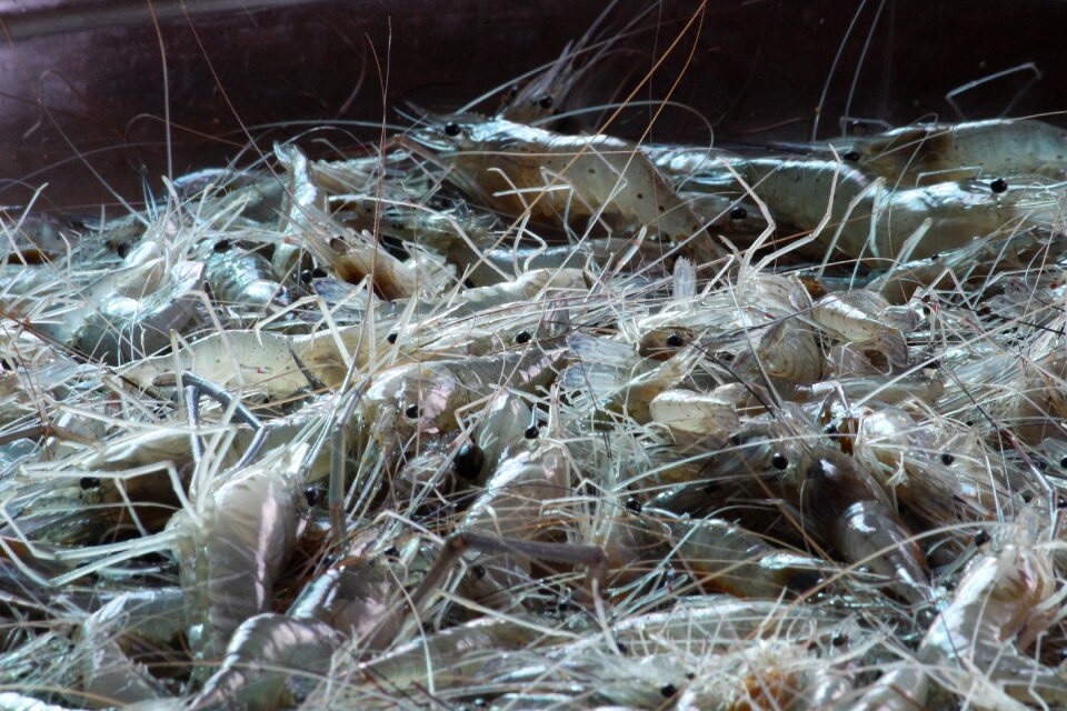 Prawn fresh gray fish